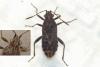 Stictopleurus sp.
